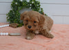 Cavapoo For Sale Holmesville OH Female-Rosie