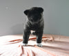 AKC Registered Akita For Sale Millersburg OH Female-Olive