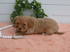 Cavapoo For Sale Holmesville OH Female-Rosie