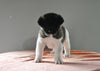 AKC Registered Akita For Sale Millersburg OH Male-Buster