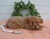 Cavapoo For Sale Holmesville OH Female-Rosie