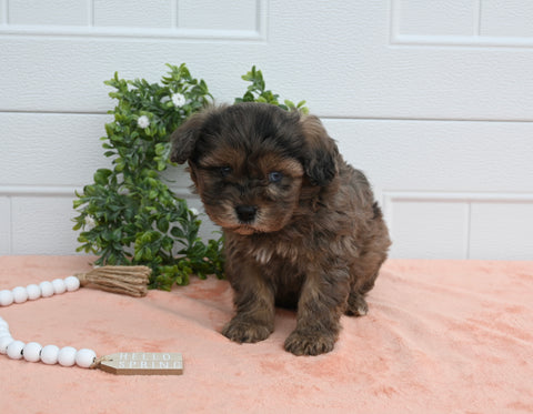 Cavapoo For Sale Holmesville OH Male-Jasper