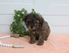 Cavapoo For Sale Holmesville OH Male-Jasper
