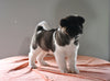 AKC Registered Akita For Sale Millersburg OH Male-Buster