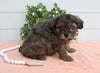 Cavapoo For Sale Holmesville OH Male-Jasper