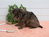 Cavapoo For Sale Holmesville OH Male-Jasper