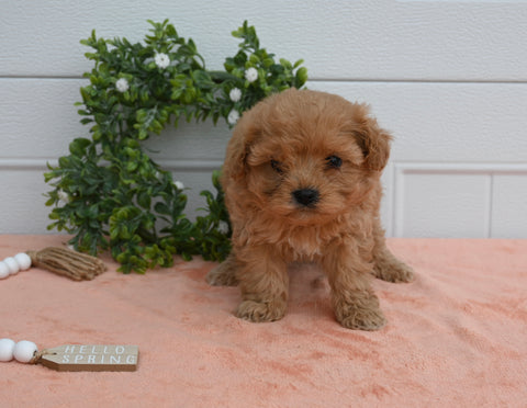 Cavapoo For Sale Holmesville OH Female-Daisy