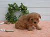 Cavapoo For Sale Holmesville OH Female-Daisy