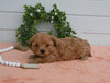 Cavapoo For Sale Holmesville OH Female-Daisy