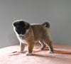 AKC Registered Akita For Sale Millersburg OH Female-Sky
