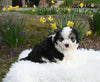 Mini Aussiedoodle For Sale Sugarcreek OH Female-Willow