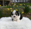 Mini Aussiedoodle For Sale Sugarcreek OH Female-Willow