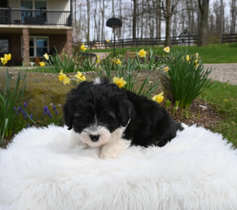 Mini Aussiedoodle For Sale Sugarcreek OH Female-Pheobe