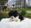Mini Aussiedoodle For Sale Sugarcreek OH Female-Pheobe