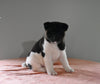 AKC Registered Akita For Sale Millersburg OH Female-Mia