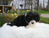 Mini Aussiedoodle For Sale Sugarcreek OH Female-Pheobe