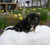 Mini Aussiedoodle For Sale Sugarcreek OH Female-Misty