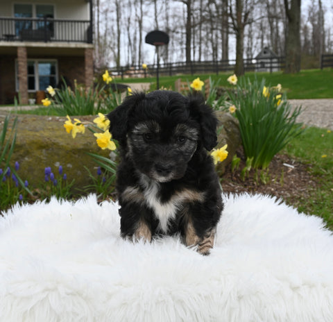 Mini Aussiedoodle For Sale Sugarcreek OH Female-Misty