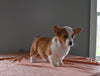 ACA Registered Welsh Corgi For Sale Millersburg OH Male-Diego