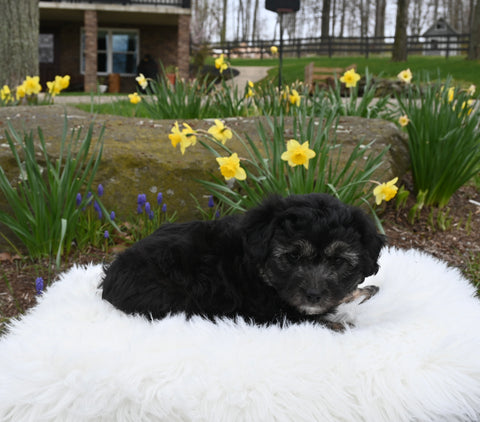 Mini Aussiedoodle For Sale Sugarcreek OH Female-Mindy