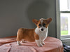 ACA Registered Welsh Corgi For Sale Millersburg OH Male-Dallas