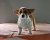 ACA Registered Welsh Corgi For Sale Millersburg OH Female-Alice