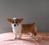 ACA Registered Welsh Corgi For Sale Millersburg OH Female-Alice