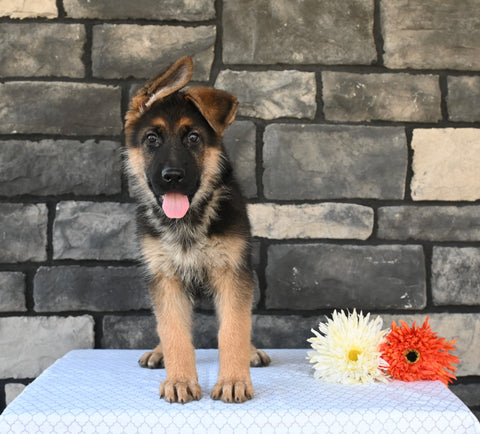 AKC Registered German Shepherd For Sale Millersburg OH Female-Crystal