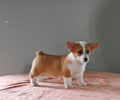 ACA Registered Welsh Corgi For Sale Millersburg OH Female-Alice