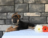 AKC Registered German Shepherd For Sale Millersburg OH Female-Crystal