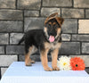 AKC Registered German Shepherd For Sale Millersburg OH Female-Crystal