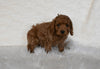 F1 Cockapoo For Sale Fresno OH Male-Cuddles