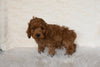 F1 Cockapoo For Sale Fresno OH Male-Cuddles