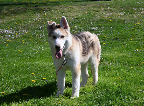 German/Husky Mix For Sale Holmesville OH Male-Jade