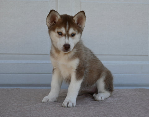AKC Registered Husky For Sale Holmesville OH Female-Fern
