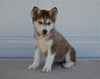 AKC Registered Husky For Sale Holmesville OH Female-Fern