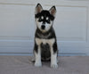 AKC Registered Husky For Sale Holmesville OH Female-Tessa