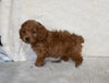 F1 Cockapoo For Sale Fresno OH Female-Sugar