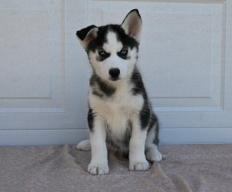 AKC Registered Husky For Sale Holmesville OH Male-Tito