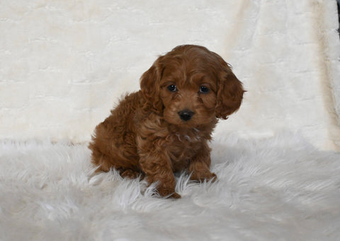 F1 Cockapoo For Sale Fresno OH Female-Sugar