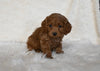 F1 Cockapoo For Sale Fresno OH Female-Sugar