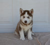 AKC Registered Husky For Sale Holmesville OH Male-Hunter