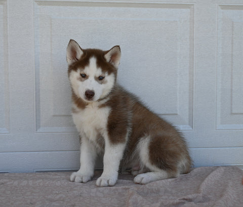 AKC Registered Husky For Sale Holmesville OH Male-Hunter