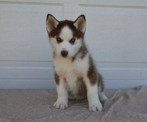 AKC Registered Husky For Sale Holmesville OH Male-Kobe