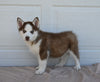 AKC Registered Husky For Sale Holmesville OH Male-Kobe