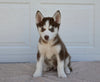 AKC Registered Husky For Sale Holmesville OH Male-Chip