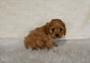 F1B Cockapoo For Sale Fresno OH Female-Cinnamon