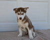 AKC Registered Husky For Sale Holmesville OH Male-Wilson