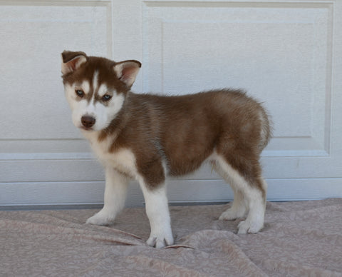 AKC Registered Husky For Sale Holmesville OH Male-Wilson