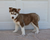 AKC Registered Husky For Sale Holmesville OH Male-Wilson